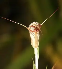 orhidee pterostylis