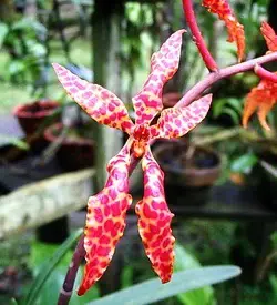 orhidee renanthera