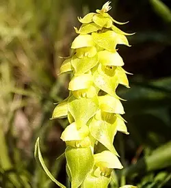 orhidee satyrium