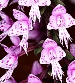 orhidee stenoglottis