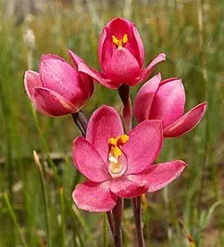 orhidee thelymitra roz