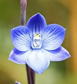 orhidee thelymitra
