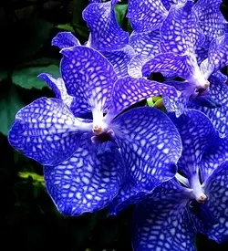 orhidee vanda
