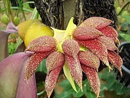 orhidee bulbophyllum phalaenopsis