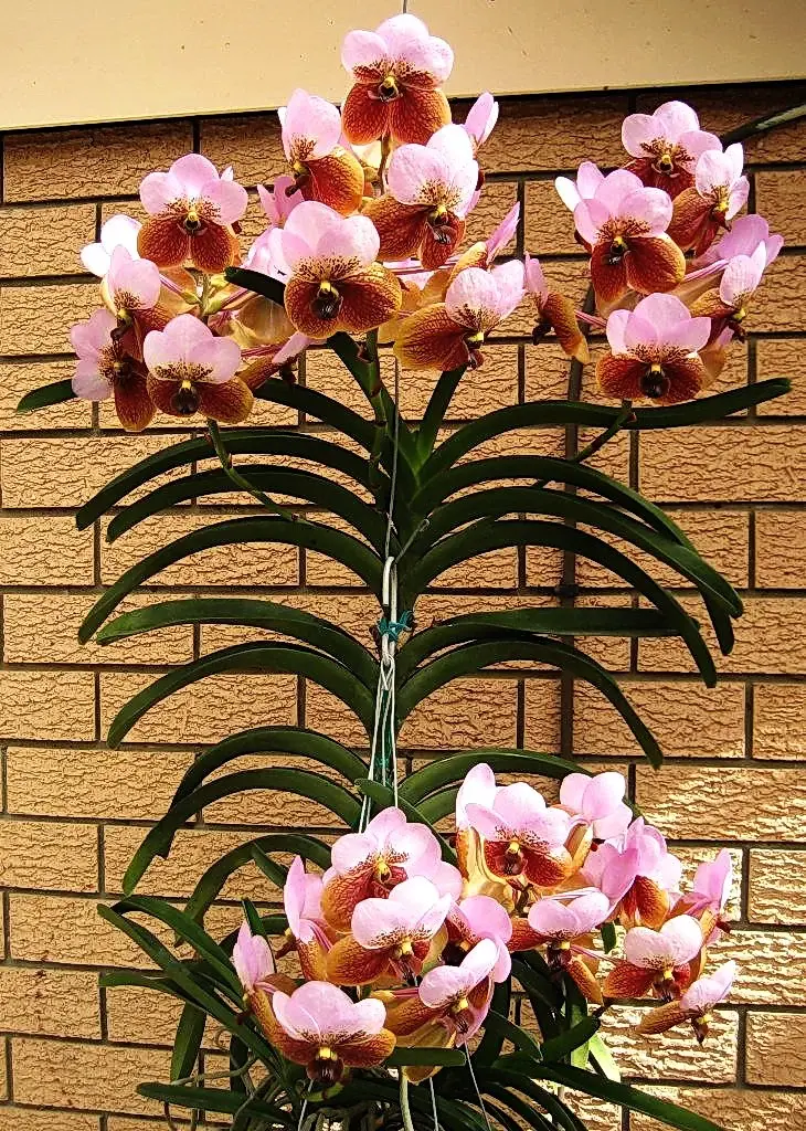 orhidee vanda sanderiana