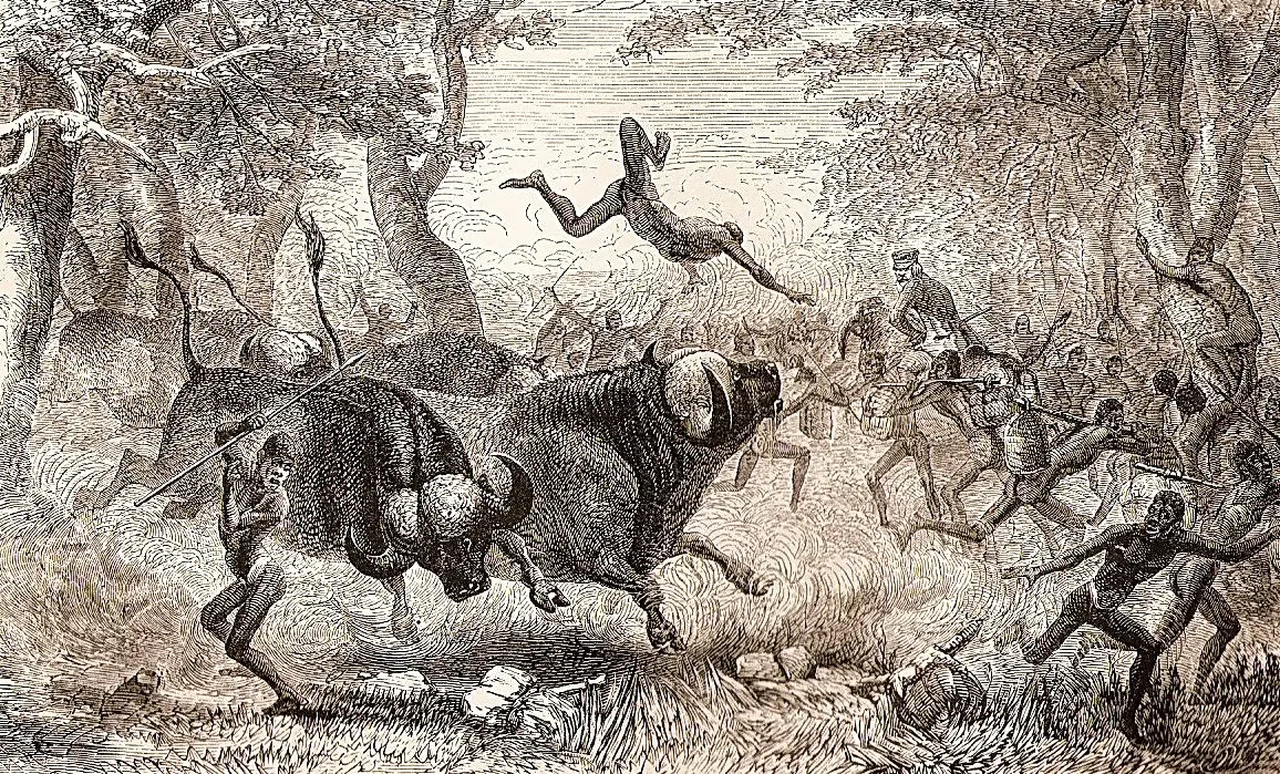 vanatoare orhidee
