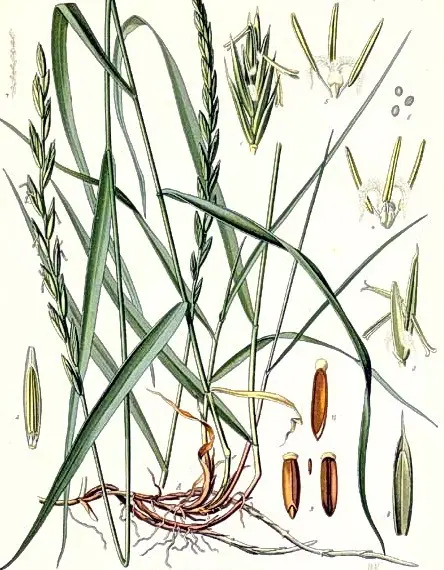 agropyron repens descriere catalog