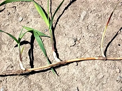 agropyron repens in natura