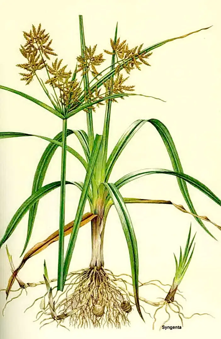 cyperus esculentus descriere botanica