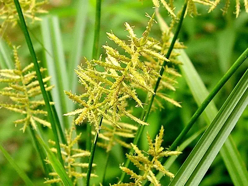 cyperus esculentus inflorita