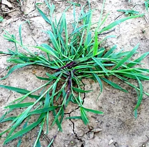 digitaria sanguinalis