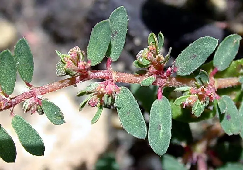 euphorbia maculata detaliu flori