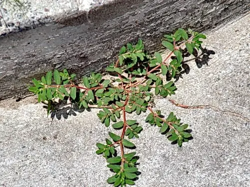 euphorbia maculata