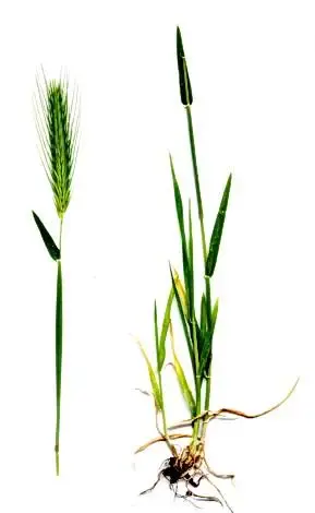 hordeum murinum descriere botanica