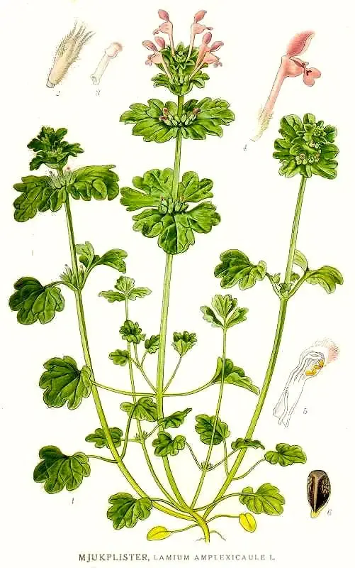 lamium amplexicaule descriere botanica