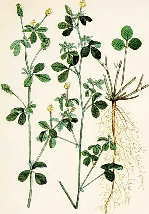 medicago lupulina descriere botanica