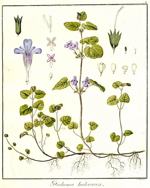 nepeta glechoma descriere botanica