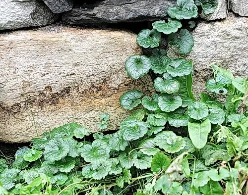 nepeta glechoma