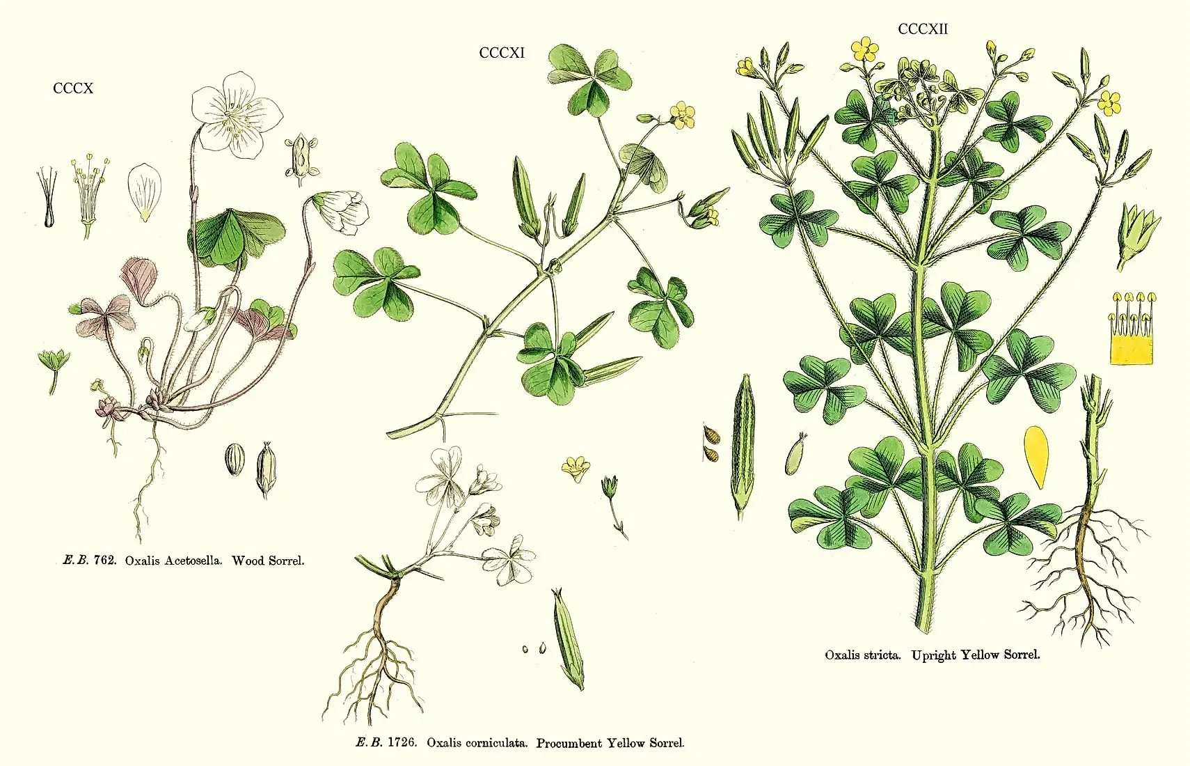 oxalis stricta descriere botanica