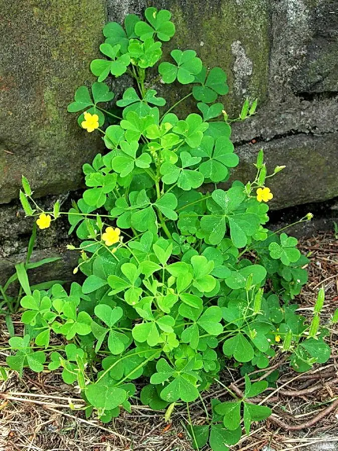 oxalis stricta
