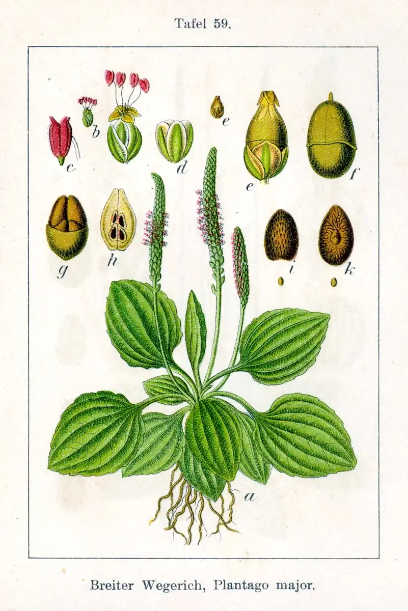 plantago major descriere botanica