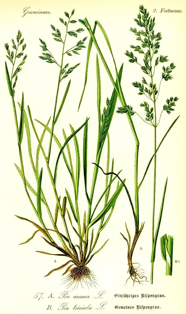 poa annua descriere botanica