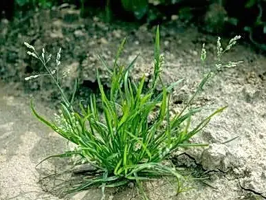 poa annua