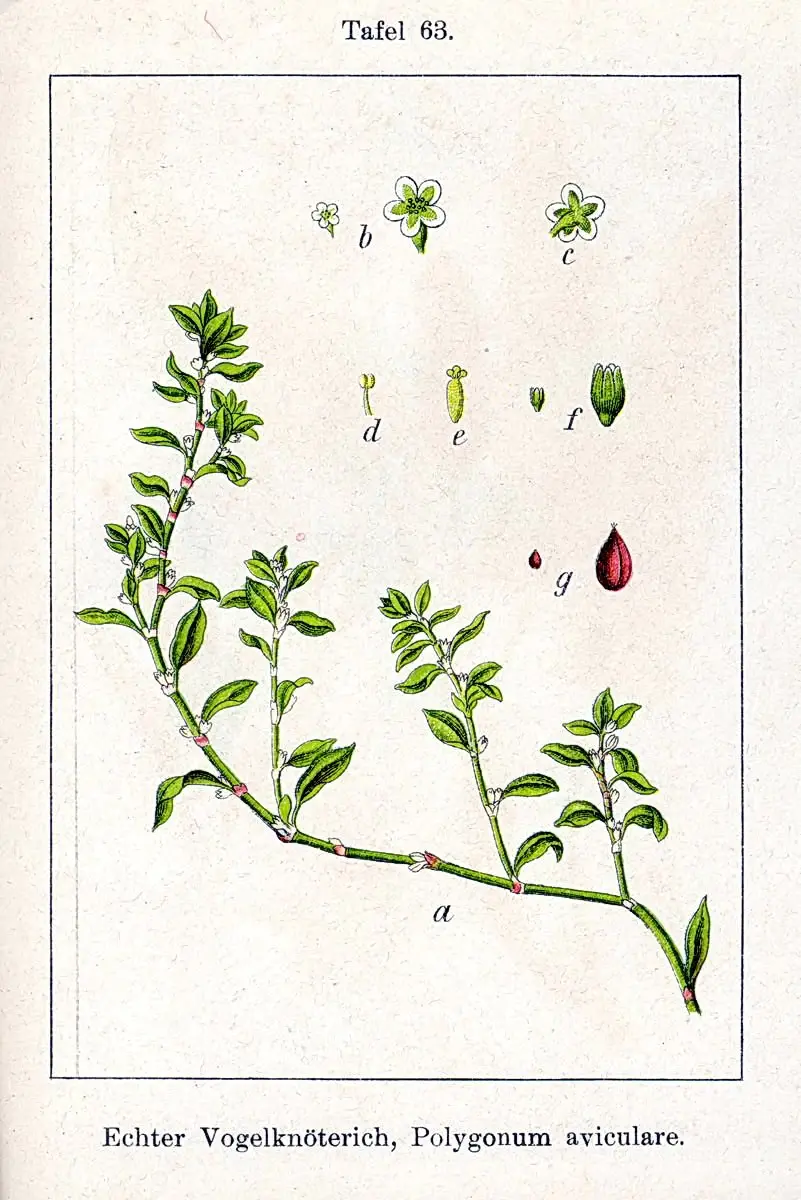 polygonum aviculare descriere botanica