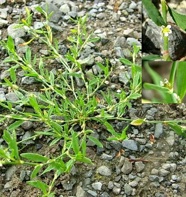 polygonum aviculare