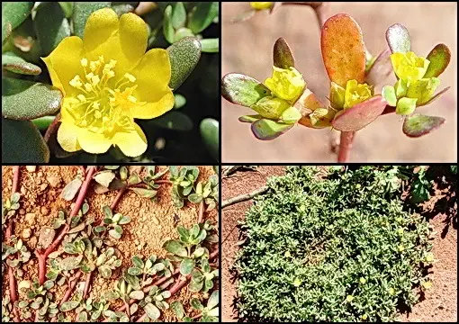 portulaca oleracea colaj detalii
