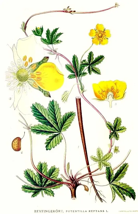 potentilla reptans descriere botanica