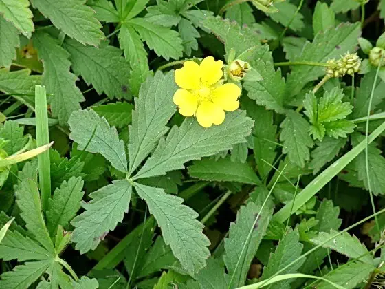 potentilla reptans