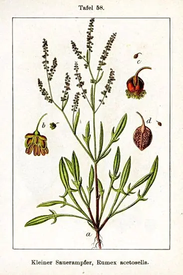 rumex acetosella descriere botanica