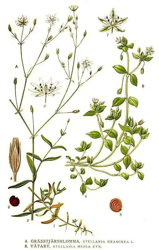 stellaria media descriere botanica