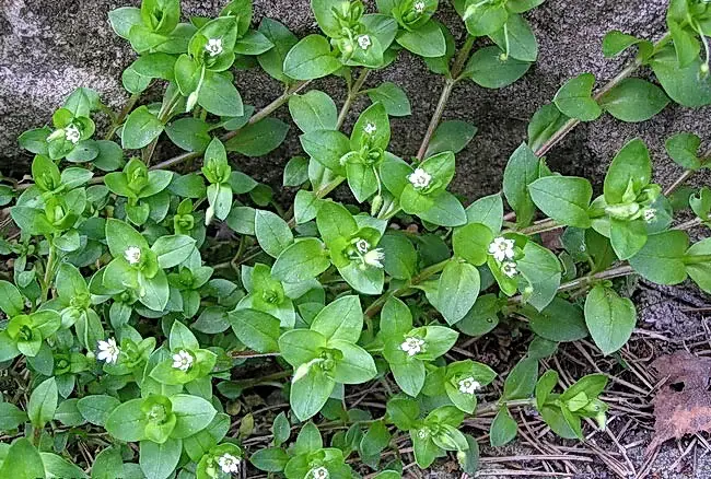 stellaria media