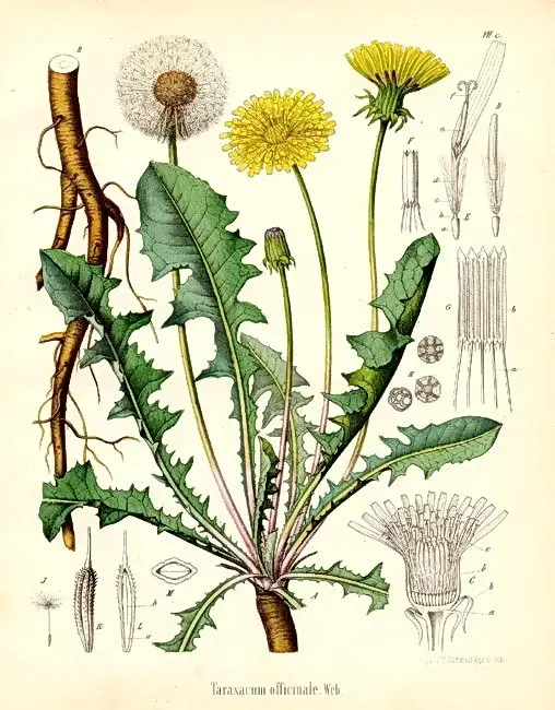 taraxacum officinale descriere botanica