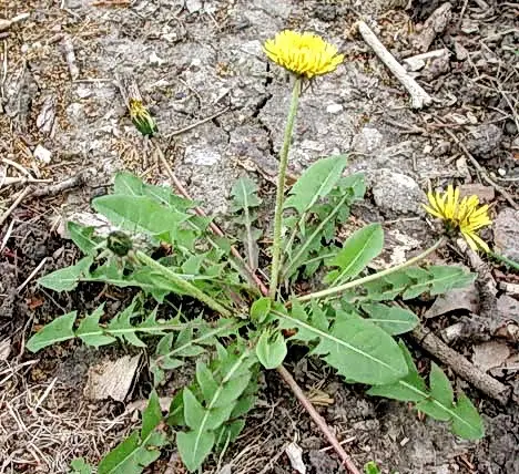 taraxacum officinale papadie