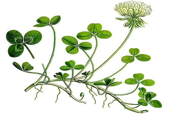 trifolium repens descriere botanica