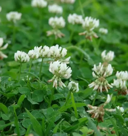 trifolium repens