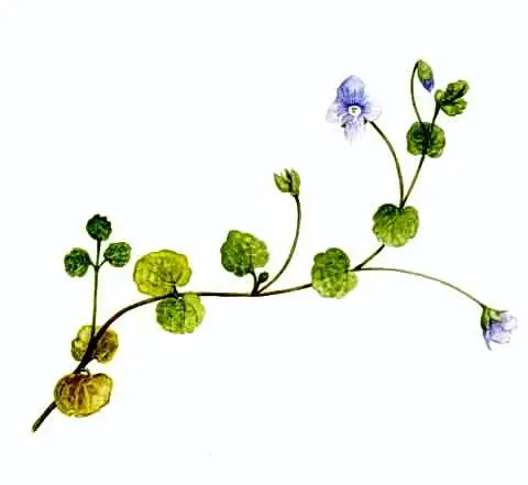 veronica filiformis descriere botanica