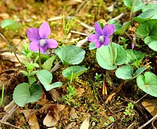 viola papilionacea roz